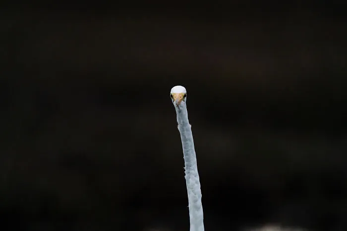 Parece el corcho de una botella de champán volando, pero es una garceta