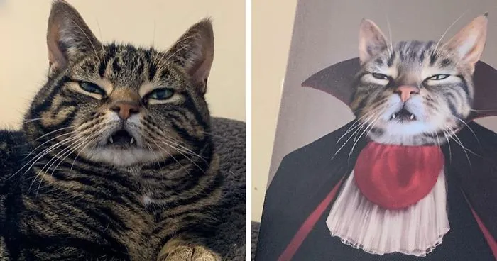 30 Pets With Royal Portraits They Deserve Made By Crown & Paw (New Pics)