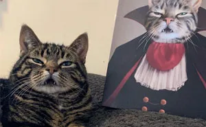 30 Pets With Royal Portraits They Deserve Made By Crown & Paw (New Pics)