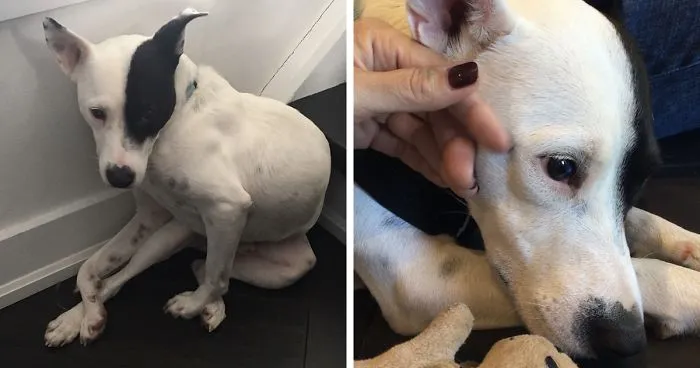 Woman With A Fear Of Dogs Decides To Adopt A Dog Who Is Afraid Of People And They Develop A Heartwarming Friendship