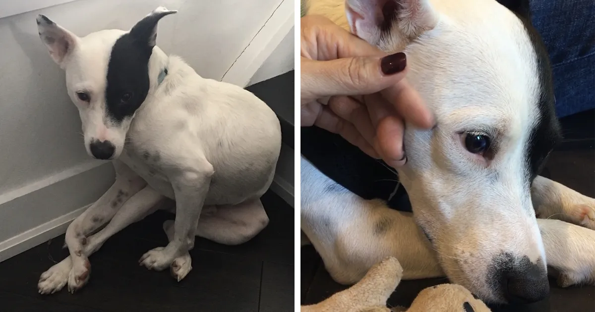 Esta mujer con miedo a los perros adoptó un perro que temía a los humanos, y floreció una conmovedora amistad