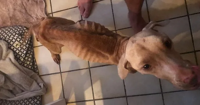 Guy Jumped The Fence To "Steal" A Starving Dog From Negligent Owners, Gets Kudos From The Internet