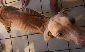 Guy Jumped The Fence To "Steal" A Starving Dog From Negligent Owners, Gets Kudos From The Internet