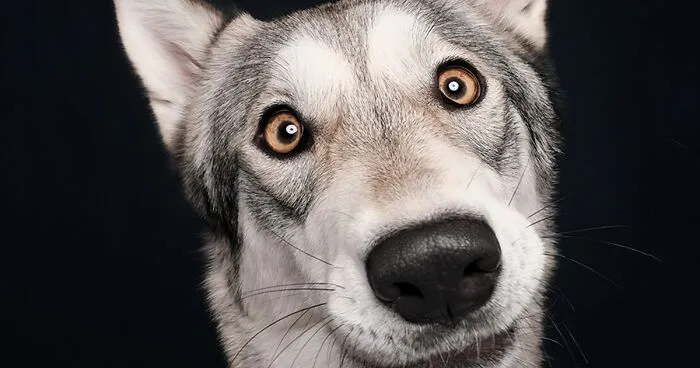 I Photographed These 20 Adorable Dogs And They’re Checking Up On How You’re Doing