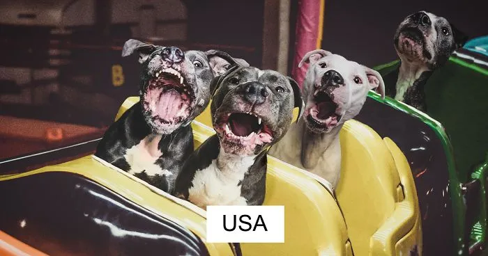 I Hope To Put A Smile On Your Face With These Silly Photo Manipulations Of My Dogs 'Traveling' (59 Pics)