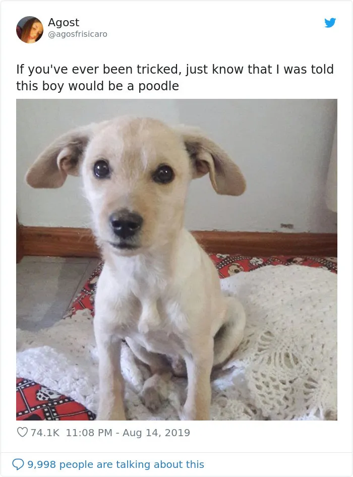30 Perros que resultaron ser de una raza distinta de la que sus dueños creían
