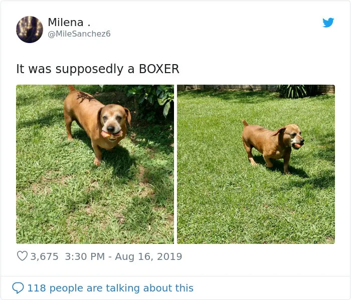 30 Perros que resultaron ser de una raza distinta de la que sus dueños creían