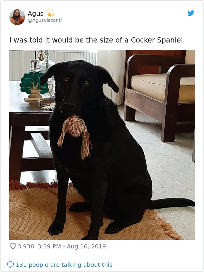30 Times Dogs Turned Out To Be A Different Breed Than The Owners Anticipated