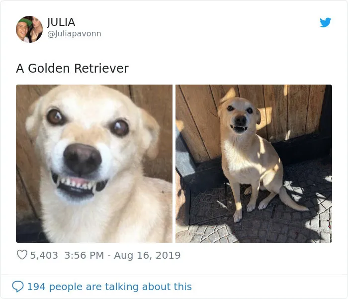 30 Perros que resultaron ser de una raza distinta de la que sus dueños creían