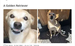 30 Times Dogs Turned Out To Be A Different Breed Than The Owners Anticipated