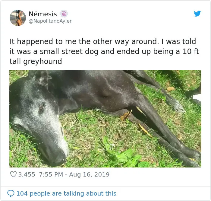 30 Perros que resultaron ser de una raza distinta de la que sus dueños creían