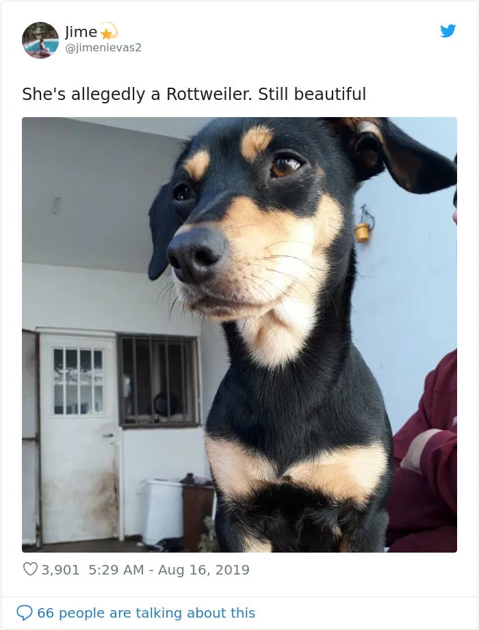 30 Perros que resultaron ser de una raza distinta de la que sus dueños creían