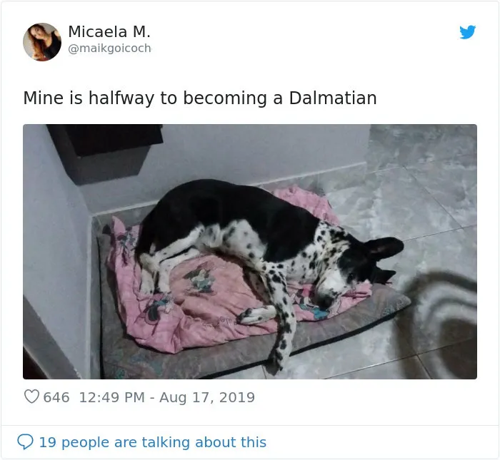 30 Perros que resultaron ser de una raza distinta de la que sus dueños creían