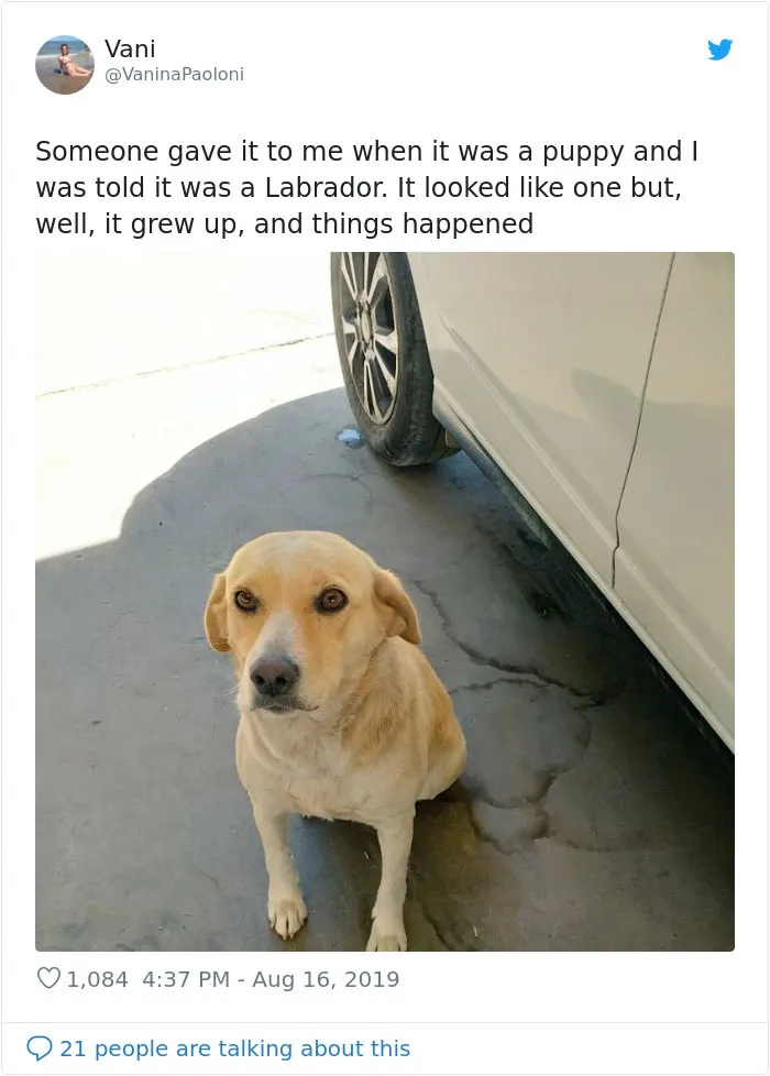 30 Perros que resultaron ser de una raza distinta de la que sus dueños creían