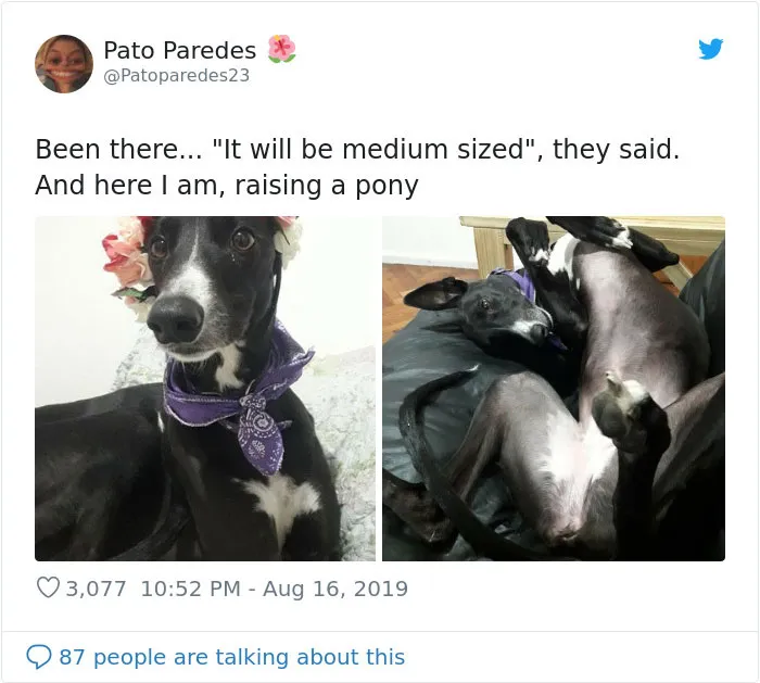 30 Perros que resultaron ser de una raza distinta de la que sus dueños creían
