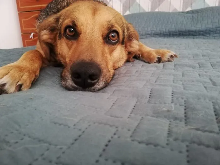 30 Perros que resultaron ser de una raza distinta de la que sus dueños creían