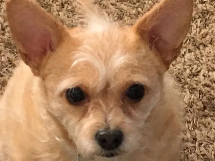 30 Perros que resultaron ser de una raza distinta de la que sus dueños creían