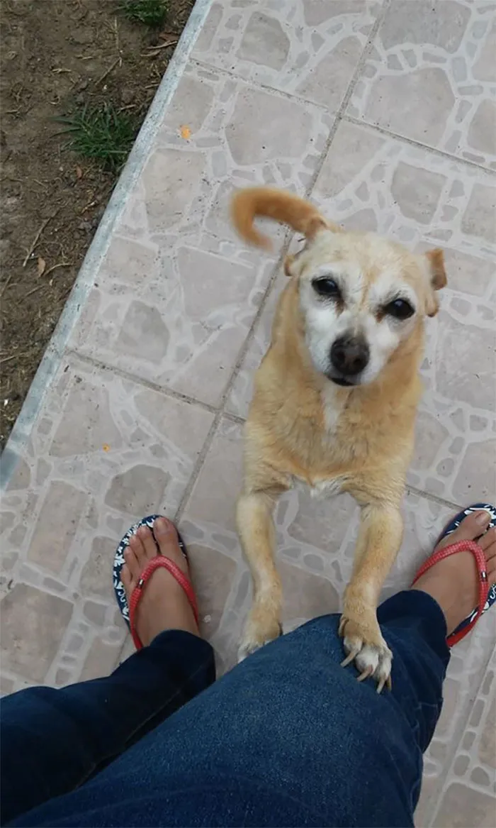 30 Perros que resultaron ser de una raza distinta de la que sus dueños creían