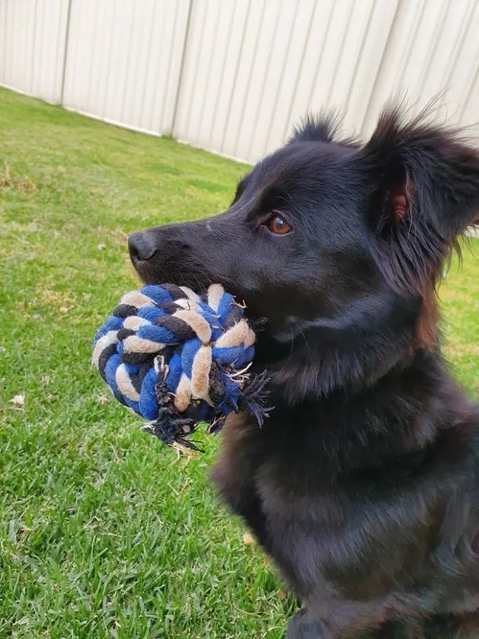 30 Perros que resultaron ser de una raza distinta de la que sus dueños creían