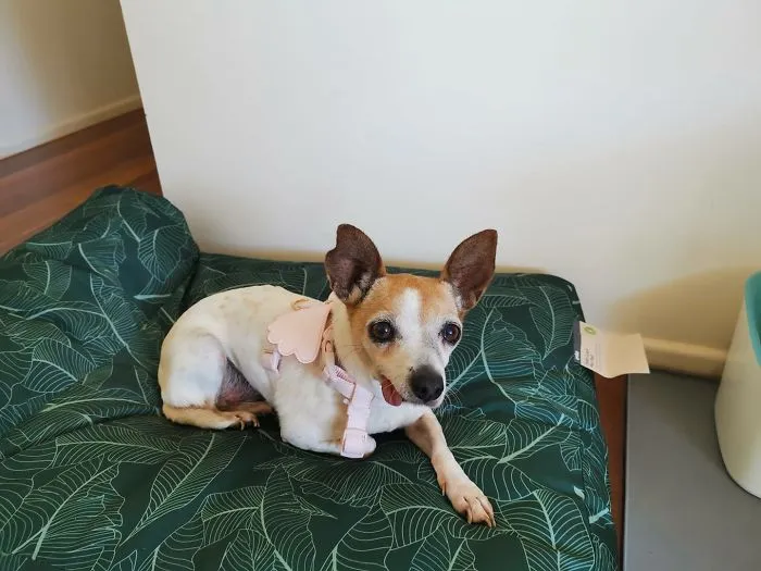 30 Perros que resultaron ser de una raza distinta de la que sus dueños creían