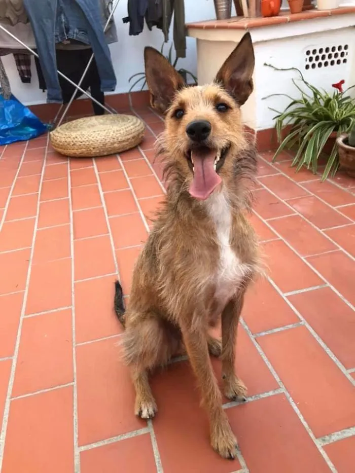 30 Perros que resultaron ser de una raza distinta de la que sus dueños creían