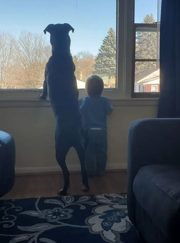 30 Perros que resultaron ser de una raza distinta de la que sus dueños creían