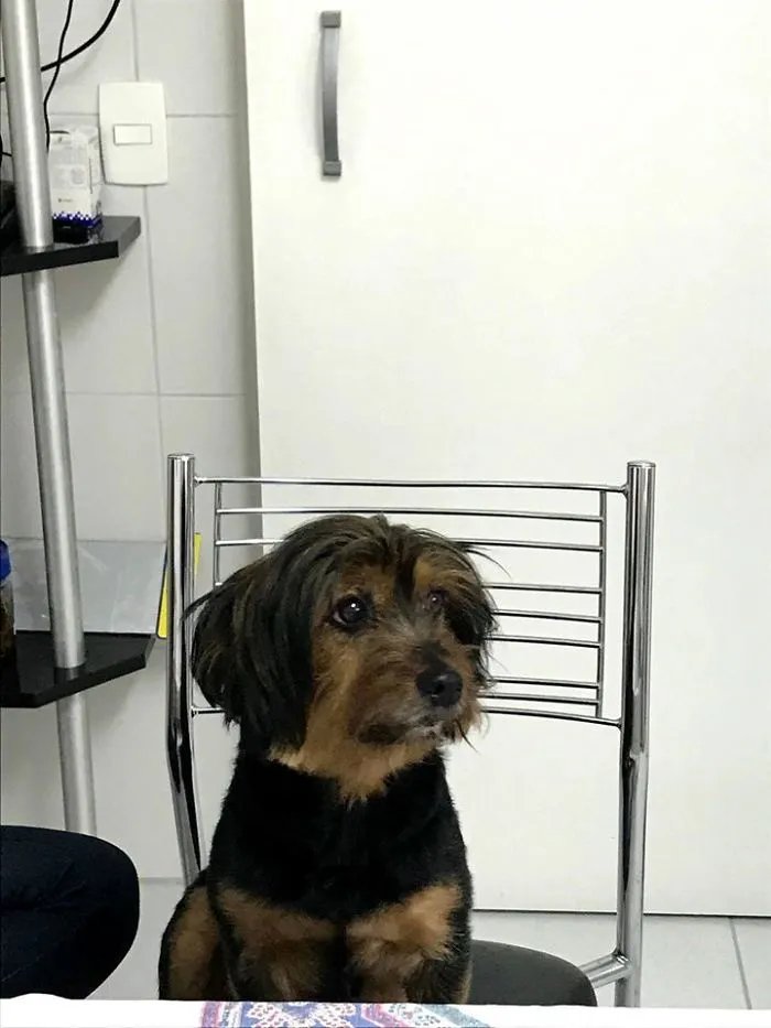 30 Times Dogs Turned Out To Be A Different Breed Than The Owners Anticipated