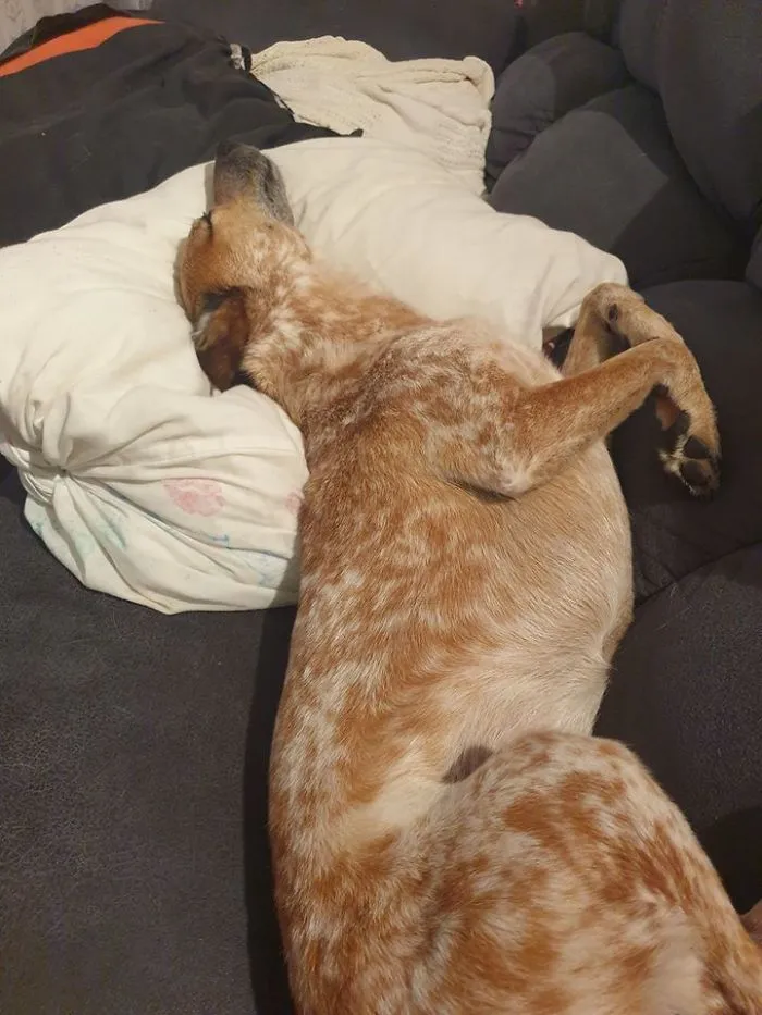 30 Perros que resultaron ser de una raza distinta de la que sus dueños creían