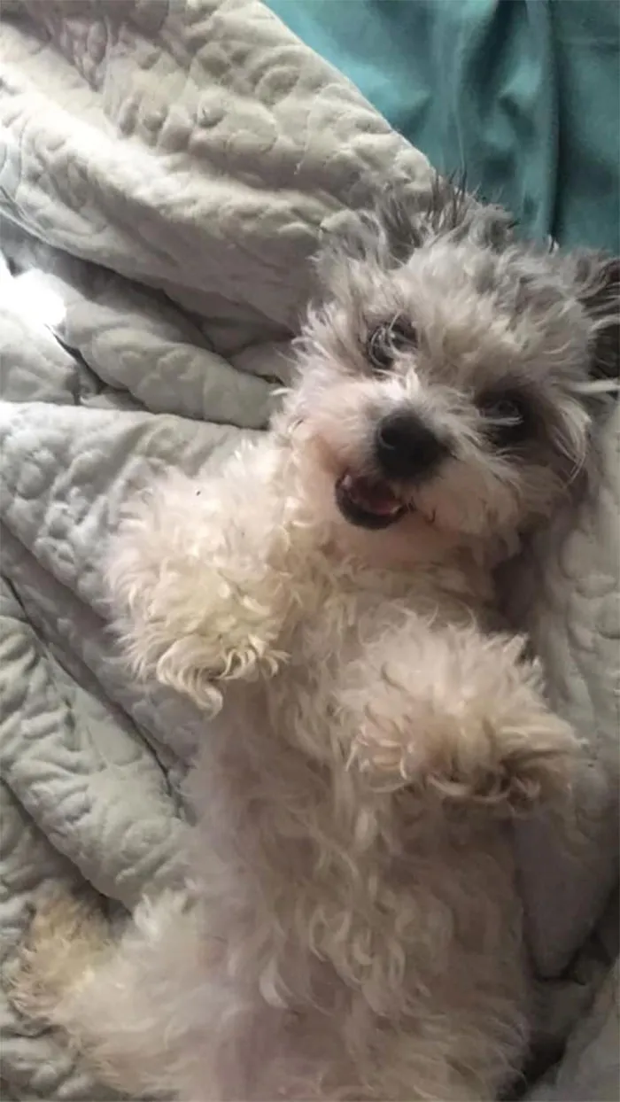 30 Perros que resultaron ser de una raza distinta de la que sus dueños creían