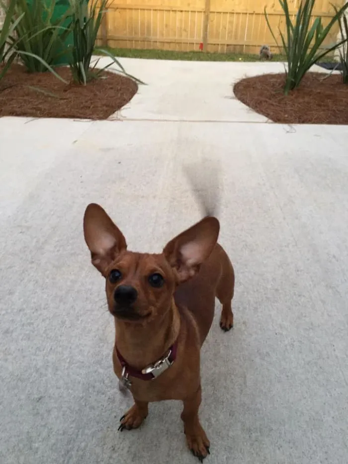 30 Times Dogs Turned Out To Be A Different Breed Than The Owners Anticipated