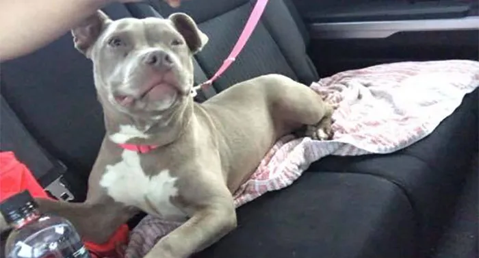 30 Perros que resultaron ser de una raza distinta de la que sus dueños creían