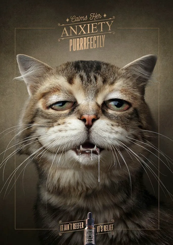 My 51 Favorite Print Ads That Use Cats In A Purrfect Way