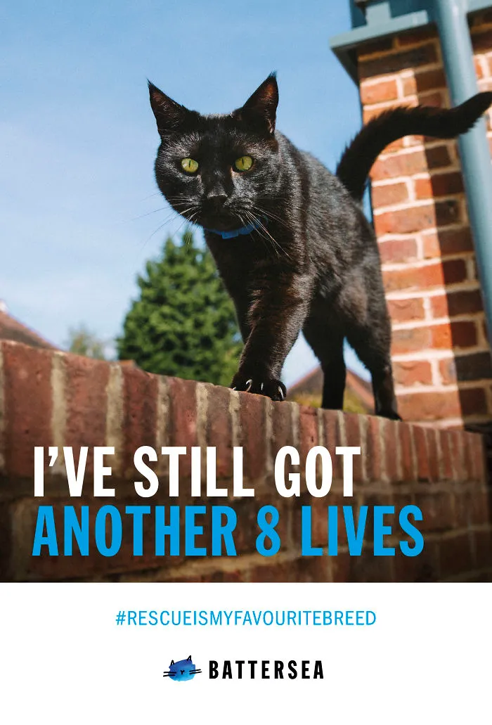 My 51 Favorite Print Ads That Use Cats In A Purrfect Way