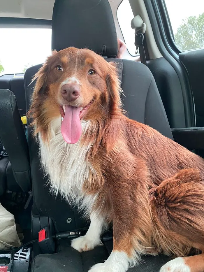 Someone Says To Refer To Your Pet As 'The Drunk Guy At The Back Of The Bar' And People Deliver (30 Posts)