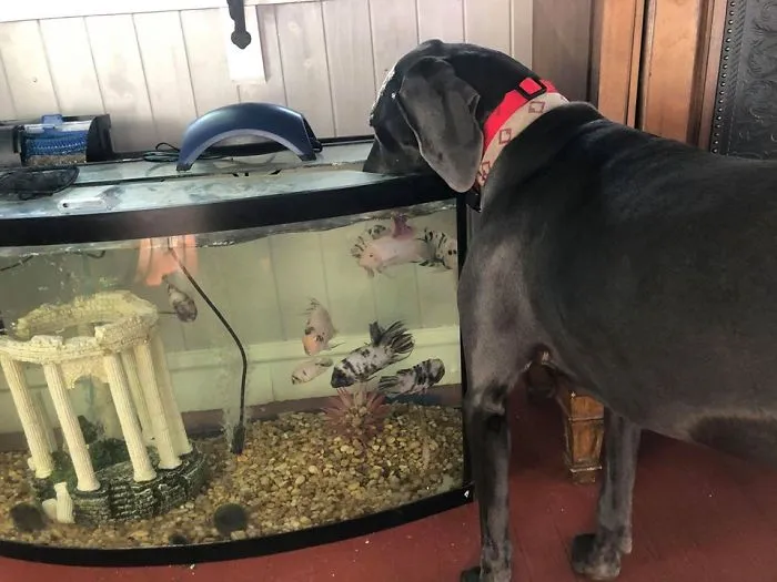 Someone Says To Refer To Your Pet As 'The Drunk Guy At The Back Of The Bar' And People Deliver (30 Posts)