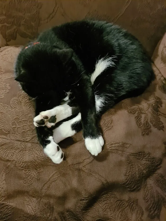 Someone Says To Refer To Your Pet As 'The Drunk Guy At The Back Of The Bar' And People Deliver (30 Posts)