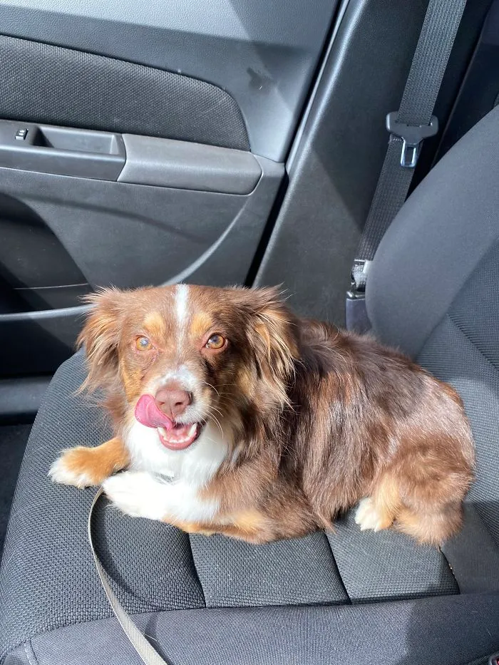 Someone Says To Refer To Your Pet As 'The Drunk Guy At The Back Of The Bar' And People Deliver (30 Posts)