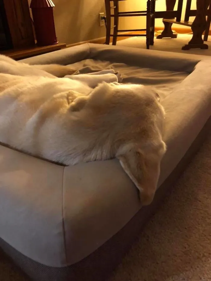 Someone Says To Refer To Your Pet As 'The Drunk Guy At The Back Of The Bar' And People Deliver (30 Posts)