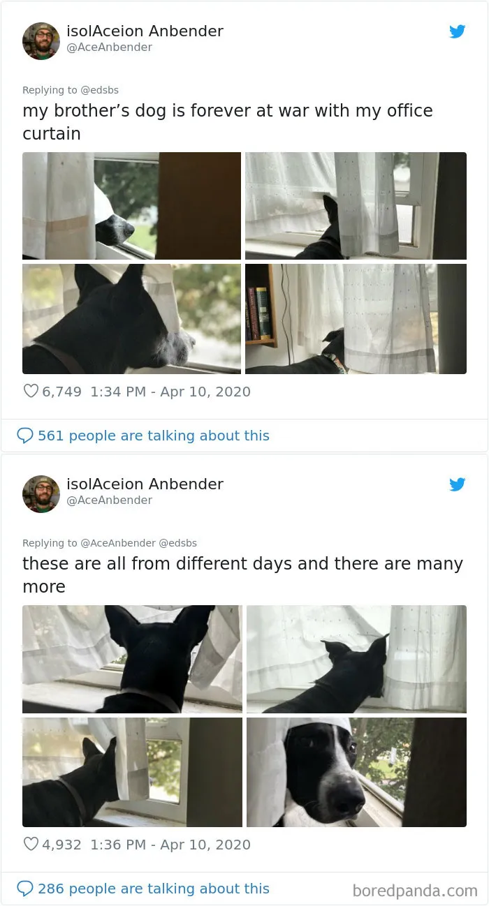 People Are Sharing Stories About The Dumbest Dogs They've Ever Known In This Viral Thread (40 Pics)