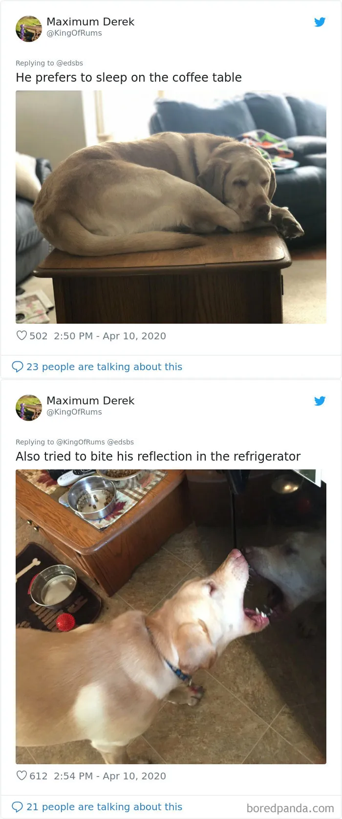 People Are Sharing Stories About The Dumbest Dogs They've Ever Known In This Viral Thread (40 Pics)