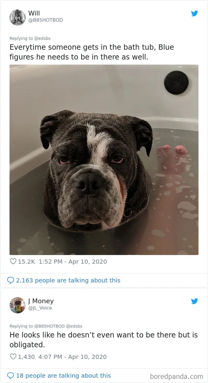 People Are Sharing Stories About The Dumbest Dogs They've Ever Known In This Viral Thread (40 Pics)