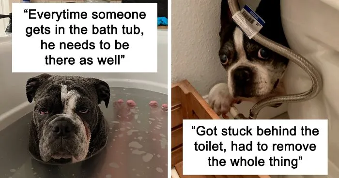 People Are Sharing Stories About The Dumbest Dogs They've Ever Known In This Viral Thread (40 Pics)