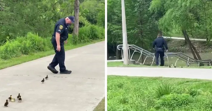Police Monitoring Parks Escort A Family Of Ducklings Looking For Their Mother