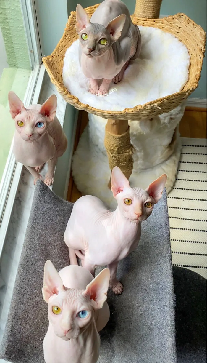 Here Are 68 Pics Of My Cats That Help Me During Tough Times