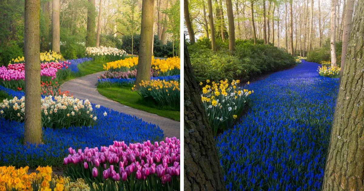 Por 1ª vez en 71 años, el jardín de flores más bello del mundo no tiene visitantes, y he podido fotografiarlo (31 fotos)