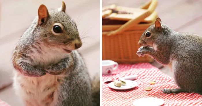 I Did A Photoshoot With A Squirrel Enjoying His Picnic
