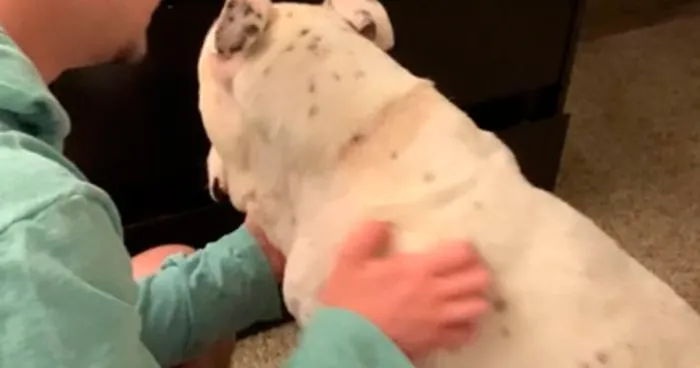 Timid Pup Comes Up With A Super Cute Way To Ask His Foster Parents For More Scratchies And Love