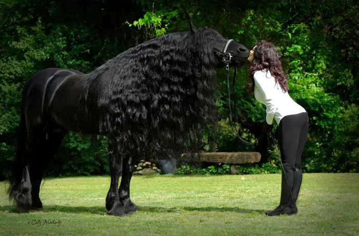 Meet Frederik The Great, Considered By Many The Most Handsome Horse In The World (30 Pics)