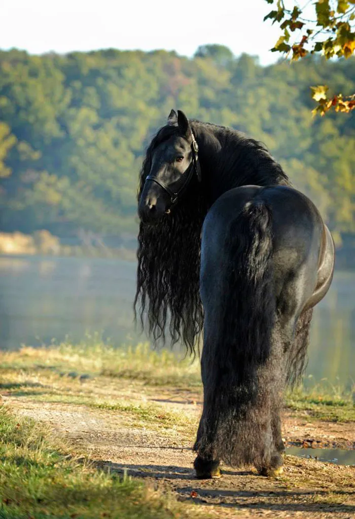 Meet Frederik The Great, Considered By Many The Most Handsome Horse In The World (30 Pics)