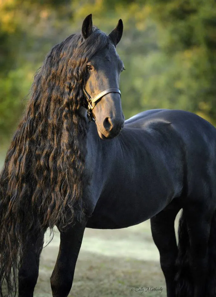 Meet Frederik The Great, Considered By Many The Most Handsome Horse In The World (30 Pics)